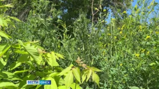 В Омске острая нехватка косарей