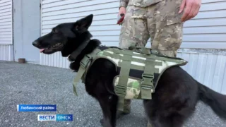 Бронежилеты для служебных собак сшили волонтёры из Любинского района и передали кинологам Росгвардии