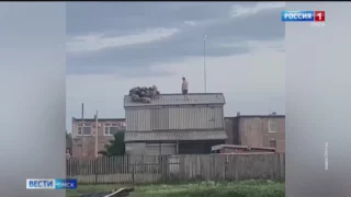 С крыши сеновала в селе Южное Павлоградского района пришлось спускать целое стадо овец