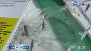 Омские аграрии обеспокоены возросшей активностью саранчи