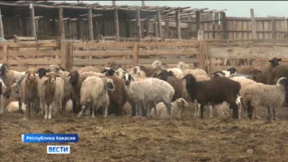 В Хакасии в разгаре стрижка овец