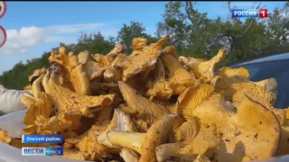 Омичка в парке 300-летия Омска нашла шампиньон весом полкилограмма