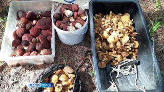 В Омской области настоящий грибной бум