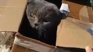 Неравнодушный омич спас выброшенного на мусорку кота