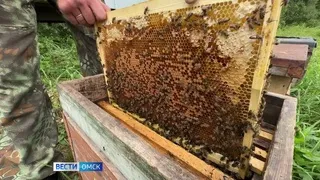 Омские пчеловоды собирают первый урожай полезного лакомства