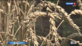 В Омске изъяли из оборота больше 30 тысяч тонн зерна