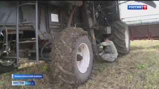 В ряде районов Омской области уборочная кампания поставлена «на паузу»