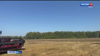 В Омск пришла по-настоящему летняя погода