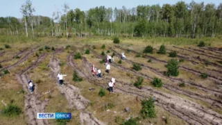70 млн деревьев планируют высадить в стране в рамках Всероссийской акции «Сохраним лес»