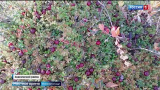 Небывалый урожай клюквы в этом году на севере Омской области