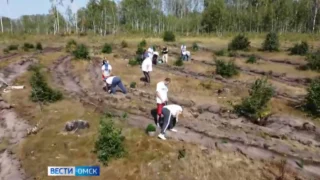 Омск приобретает 2,5 тысячи деревьев для масштабного озеленения