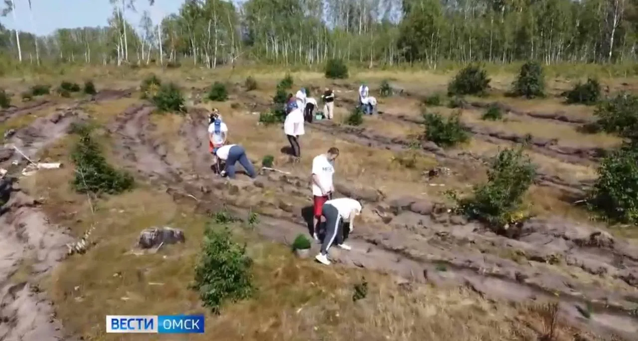 Омск приобретает 2,5 тысячи деревьев для масштабного озеленения