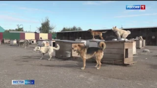 В Омске обострилась ситуация с бездомными собаками