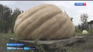 Гигантскую тыкву на своём участке вырастила садовод из Иркутской области