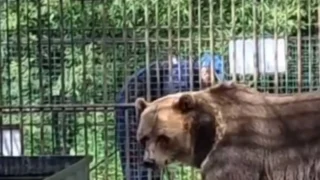 Медведи в омском Большереченском зоопарке начали подготовку к зиме
