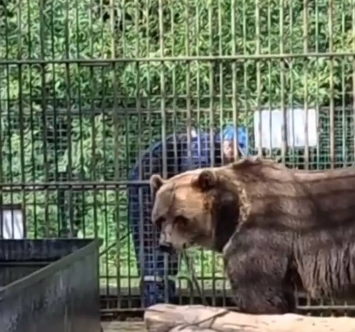 Медведи в омском Большереченском зоопарке начали подготовку к зиме
