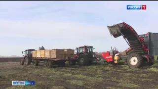 Омская область лидирует по общему количеству собранных овощей