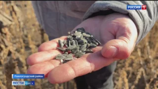 Омские аграрии идут на рекорд