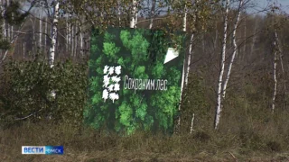 Работы по воспроизводству лесов в Омской области уже выполнены на площади свыше 8,5 тысяч гектаров