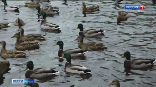 Утки пока не торопятся покидать омские водоемы