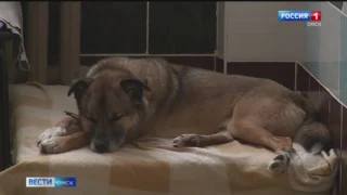 Омский приют для бездомных собак оказался в отчаянном положении
