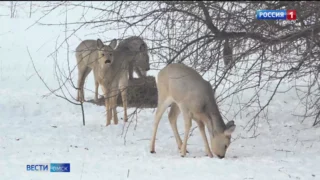 Омичам можно не бояться нашествия косуль