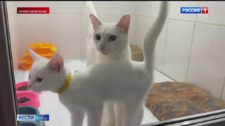 Неизвестные открыли денежный сбор от имени приюта «Омские хвостики»