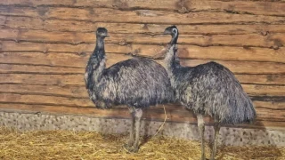 Пернатых старожилов Большереческого зоопарка переселили в новый дом