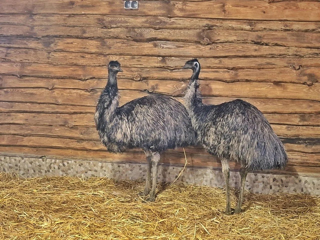 Пернатых старожилов Большереческого зоопарка переселили в новый дом