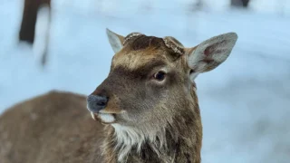 Большереченский зоопарк делится снимками пятнистых оленей