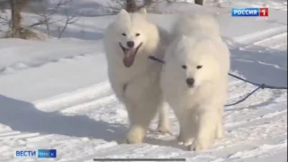 В Омске откроют клуб для начинающих кинологов