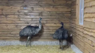 В Большереченском зоопарке страусы переселились в новый вольер