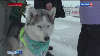 В Омской области проходят зимние соревнования среди ездовых собак