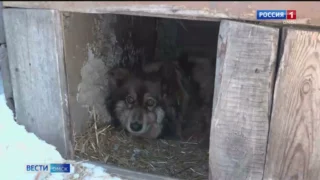 В Омске неравнодушные омичи спасли собаку от возможной гибели