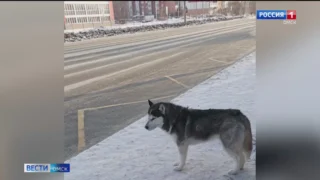 В Омске вновь появился местный Хатико