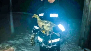 Пожар в Омской области: МЧС России спасло 7 уток