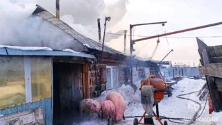 В Омской области сотрудники МЧС спасли 100 цыплят и 3 поросенка
