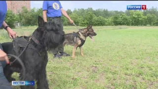 Омичи покажут, как дрессируют своих четвероногих друзей