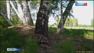 В Омске барсук попал в фотоловушку охотоведов