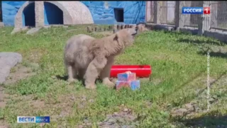 Настоящий пиршественный стол для Думки накрыли в Большереченском зоопарке