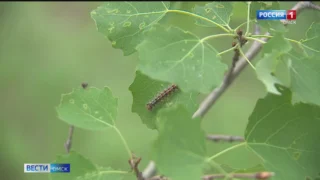 В Омской области завершилась обработка территорий от непарного шелкопряда