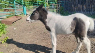 В Большереченском зоопарке родился шетлендский пони
