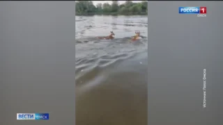 Косули устроили массовый заплыв по Иртышу