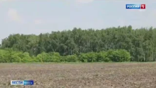 На территории всей Омской области снято ограничение на посещение лесов
