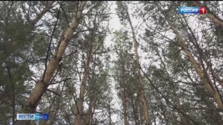 В Называевском районе возбудили уголовное дело за незаконную вырубку леса