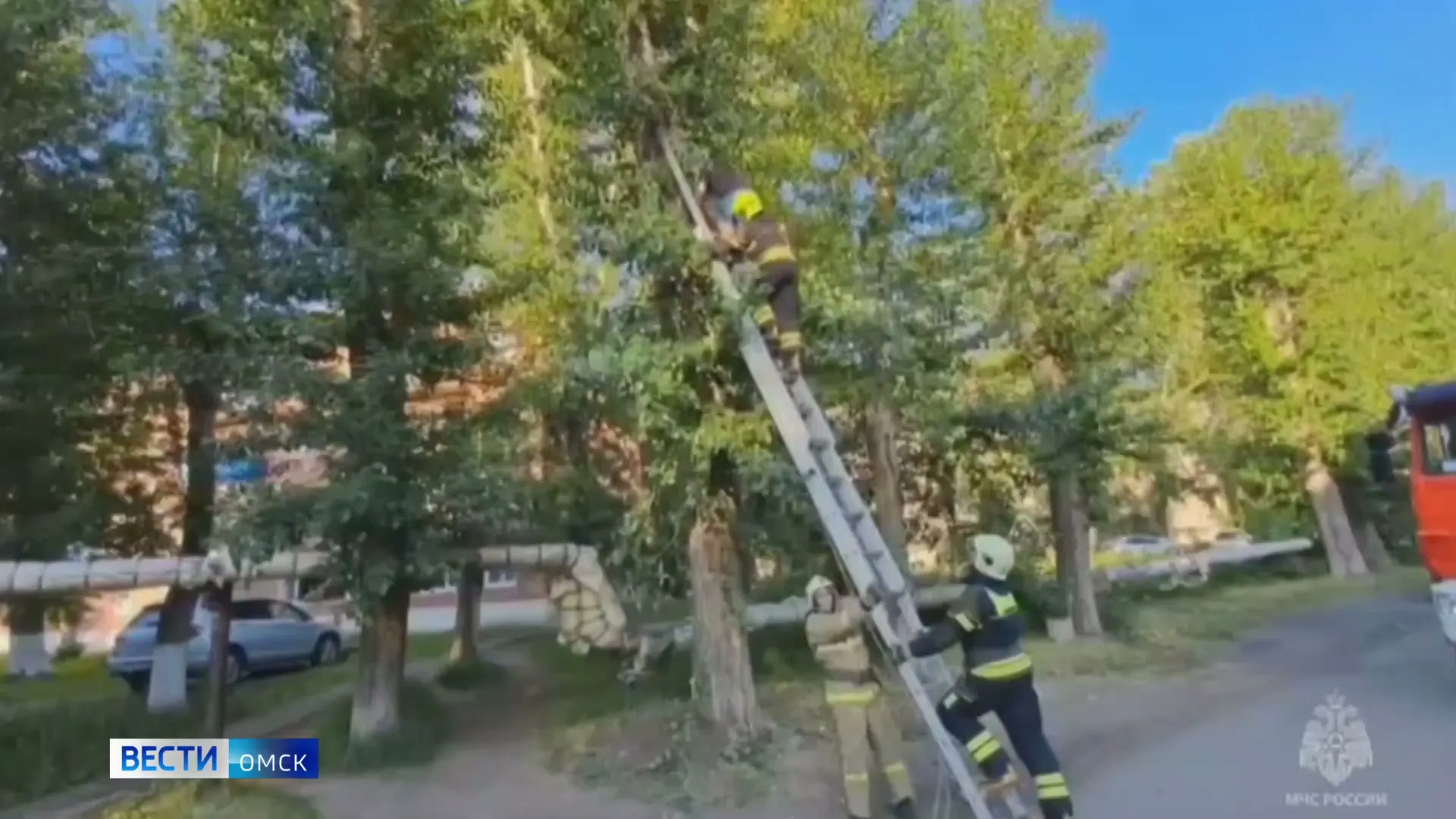 В Омске школьник залез на дерево спасать кошку и застрял