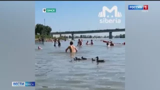 На омском пляже заметили уток