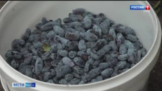 В Омске ягодный бум