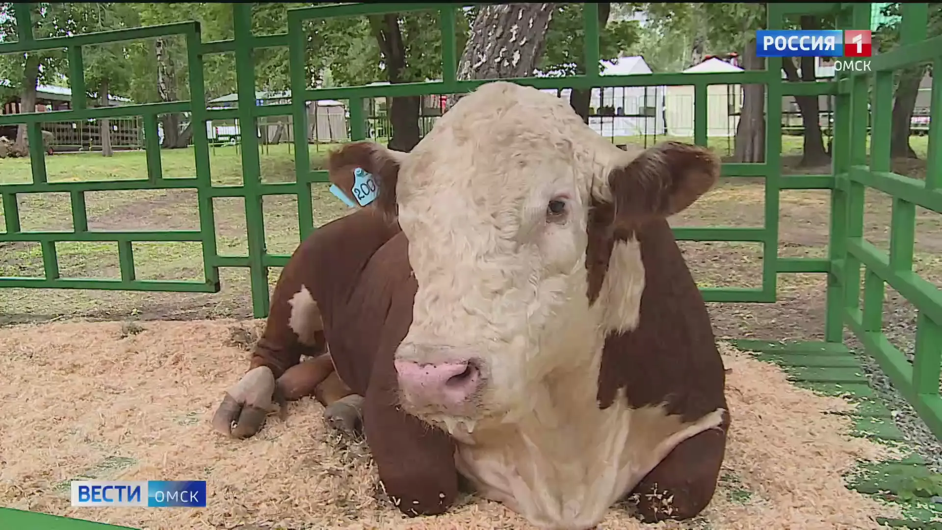 Фонтан из сгущёнки и бесплатное мороженое ждут гостей «Агро-Омска»