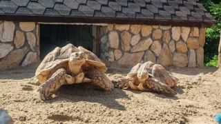 В Большеречье открыли новый вольер для шпороносных черепах